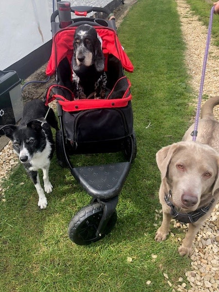 Dog visitors to the Cake Shed