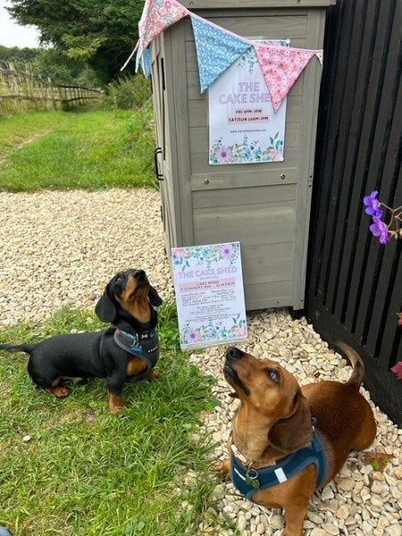 Bella and Louie visit the Cake Shed with their humans!